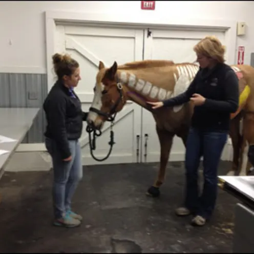 Veterinarian pointing at horse vertabrae